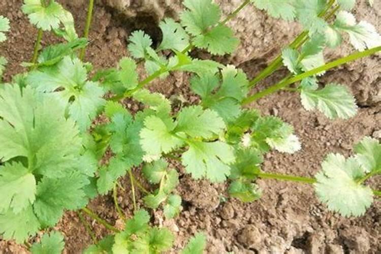 香菜夏秋栽培技术 香菜施肥方法