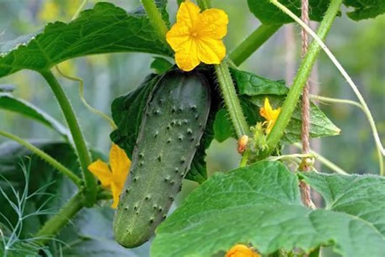 黄瓜用什么肥料产量高