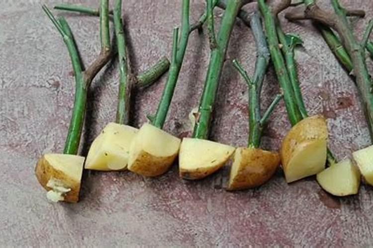 土豆如何高产栽培？土豆该施什么肥？