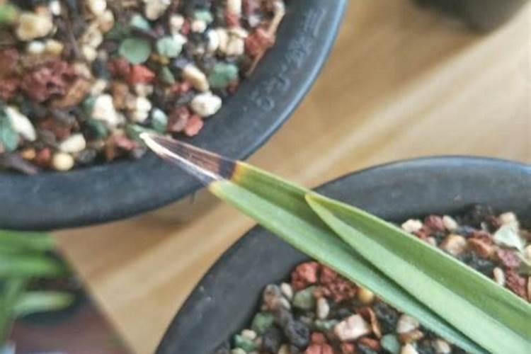 兰花叶子尖发黑了怎么办