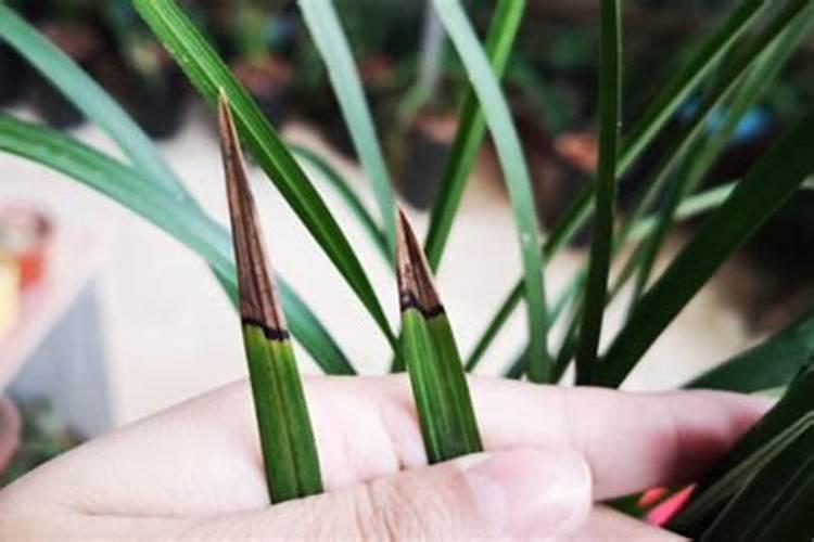 兰花黑尖要怎么处理