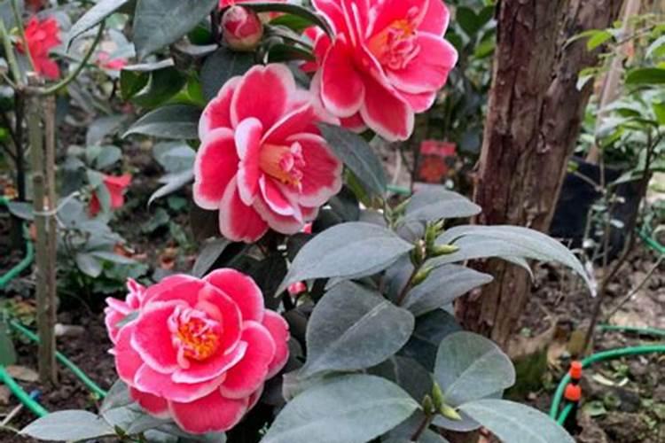 春天茶花黄如何施肥