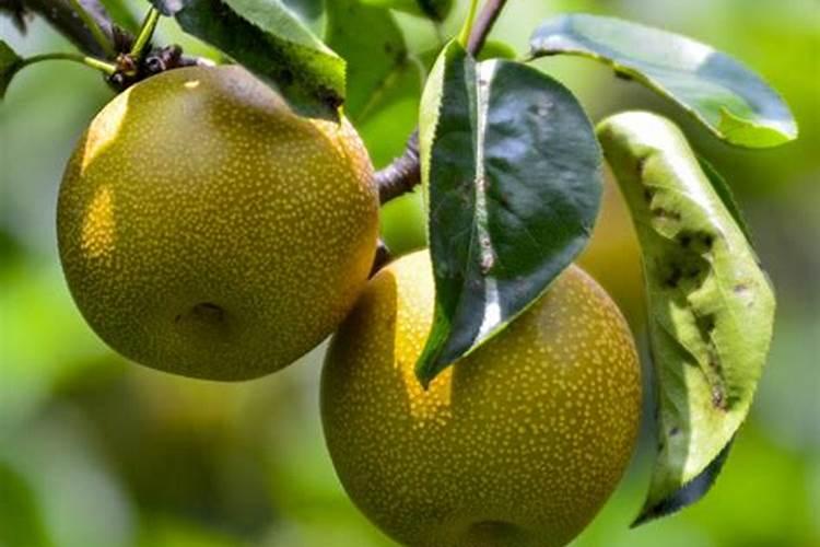 秋月梨木栓病是怎么回事