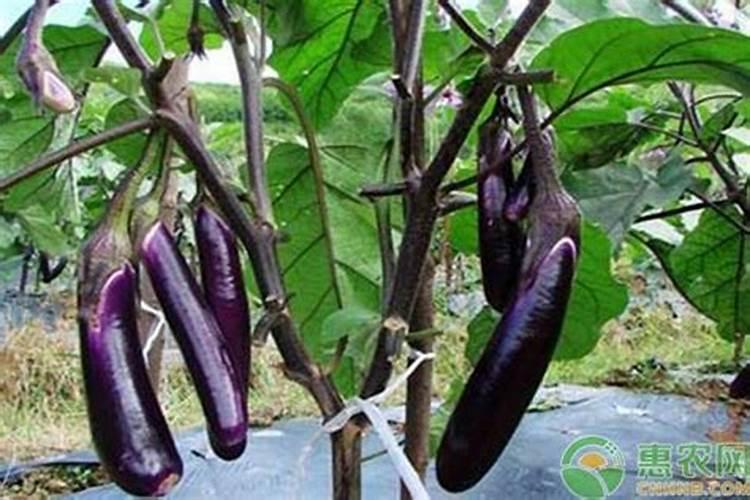 用磷肥的蔬菜有什么危害？