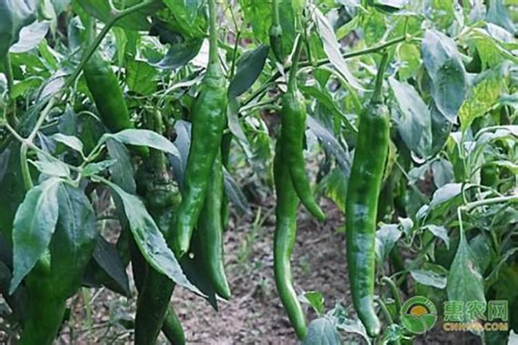 种植十天辣椒苗一亩能四公斤肥吗