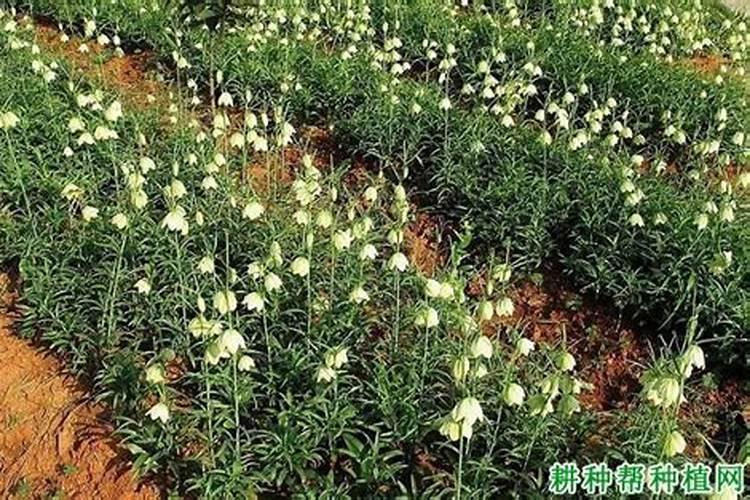 川贝母施什么肥