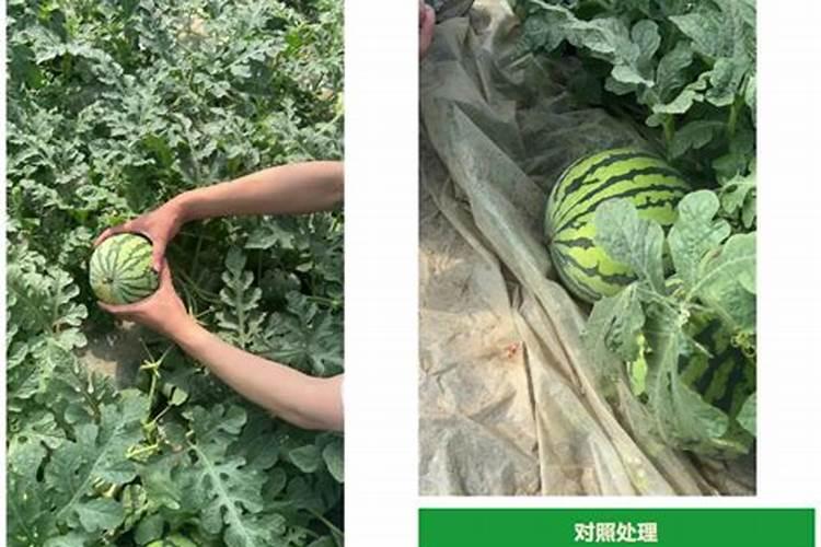 西瓜开花施什么肥会导致枯萎
