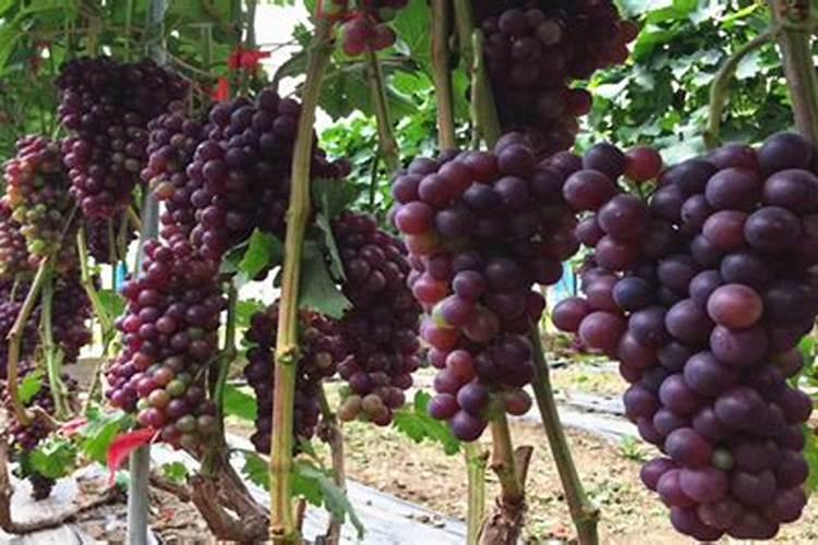 葡萄什么时间追肥？水溶肥怎么用