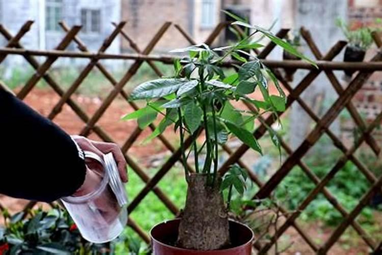 盆栽发财树施什么肥料最好 黄豆做肥料最佳最简单方法