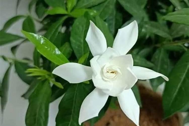 硫酸亚铁片可以浇花吗