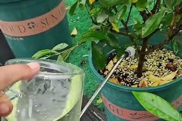 茉莉花施什么肥料好