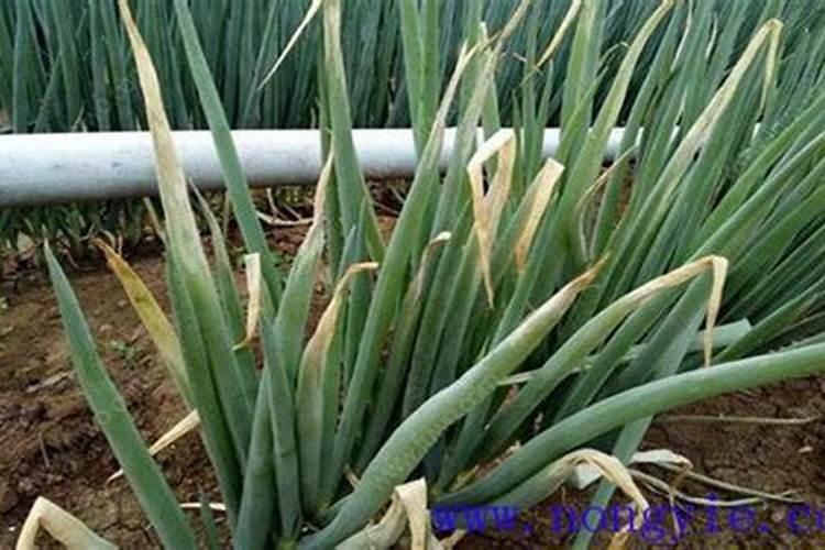 自己种的葱拿什么施肥