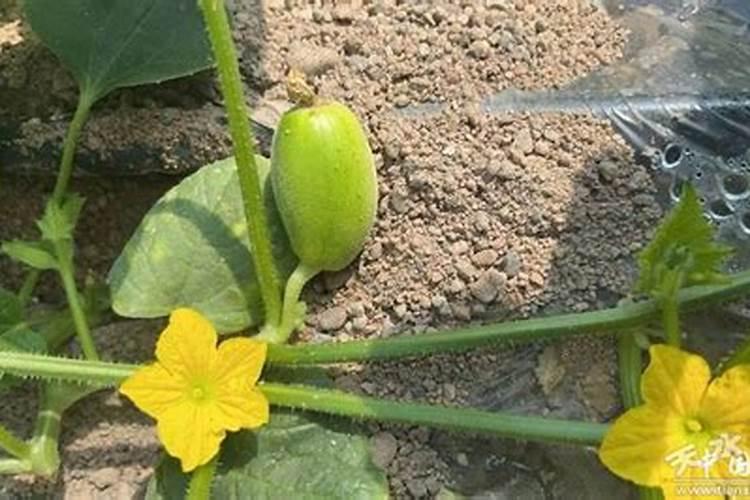 冬瓜子的功效与作用和营养价值