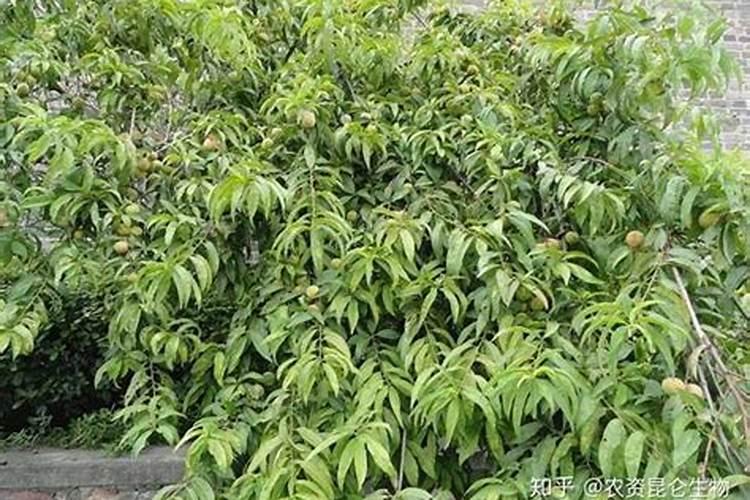 桃子增产用哪个叶面肥？桃子用什么叶面肥比较好？桃子喷施金泰靓...