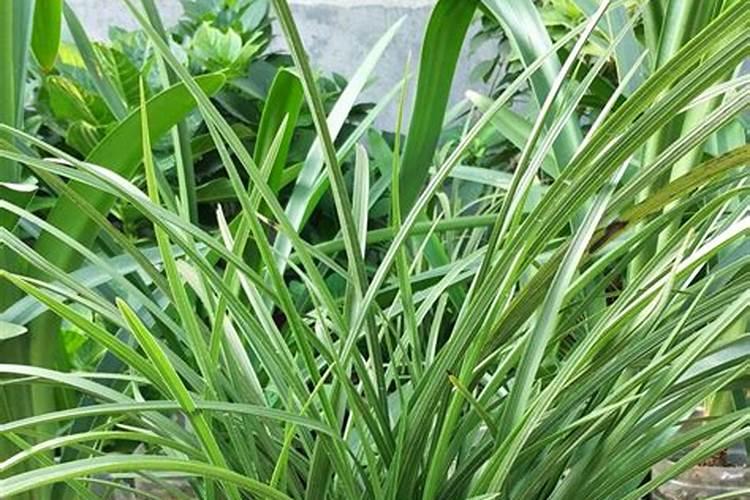 如何用鱼肠来做花肥