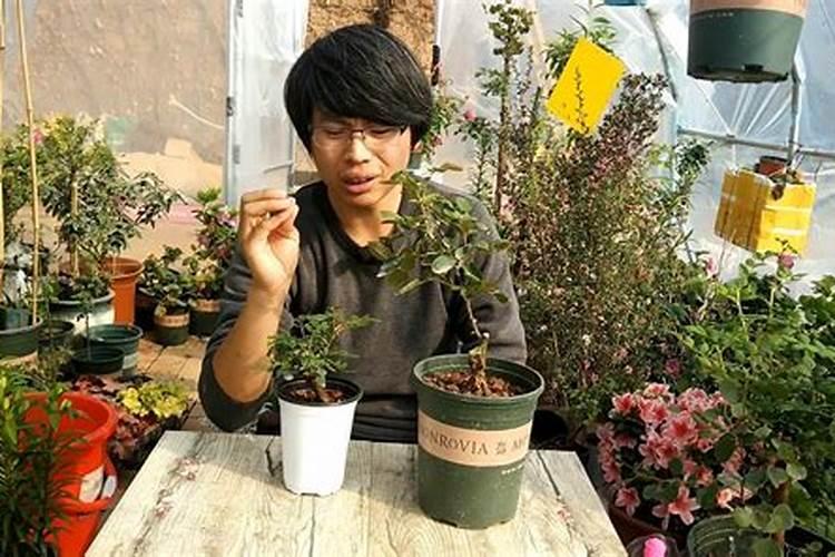 生根粉可以喷兰花叶吗