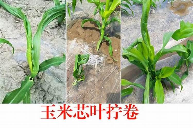 玉米苗发黄打什么叶面肥