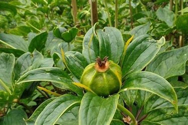 重楼幼苗用什么肥料好