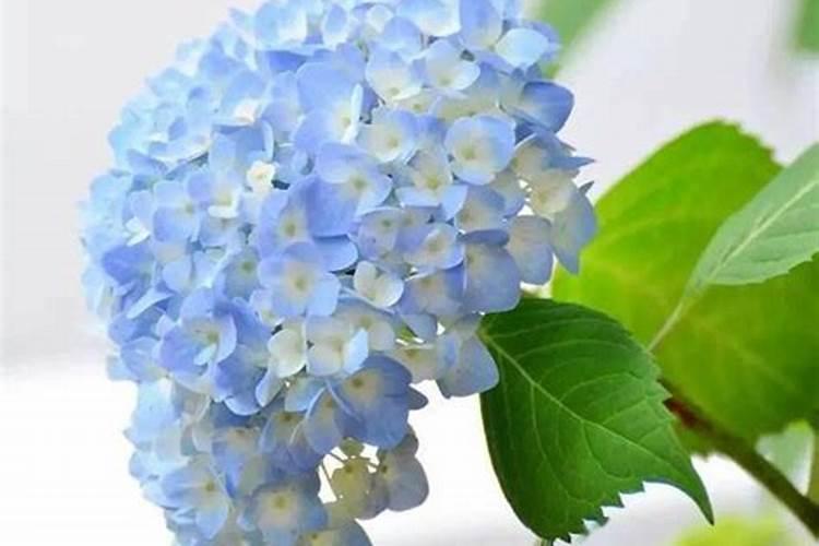 绣球花怎么养出来不同的颜色？