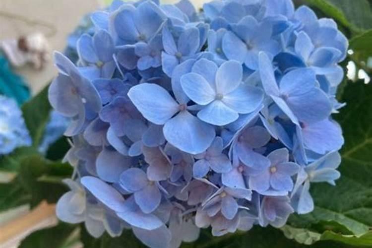 绣球花怎么养出来不同的颜色？