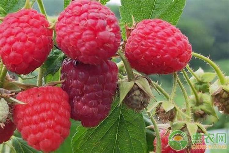 请问大家树莓应该施什么肥？谢谢