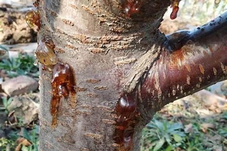 大樱桃树流胶与栽培第一年上肥有关系吗？