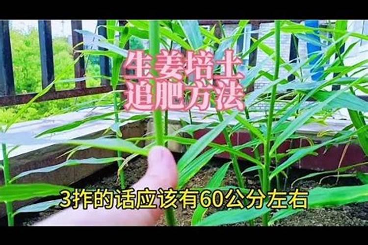 姜放土时己放肥小培土还要放肥吗