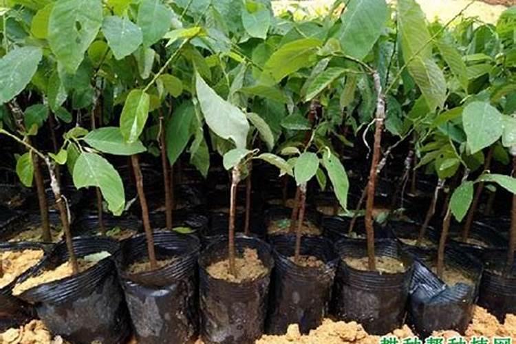 荔枝专用叶面肥什么好？