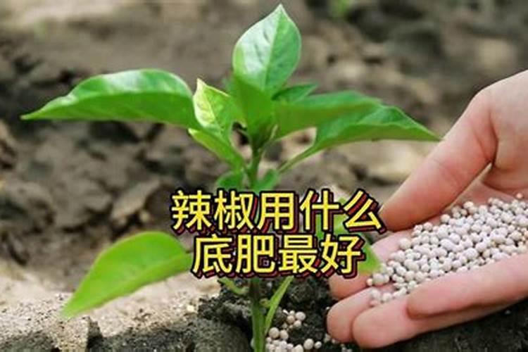 种植辣椒用什么底肥最好