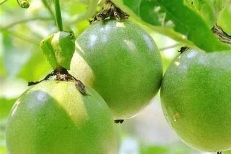 百香果如何浇水和施肥