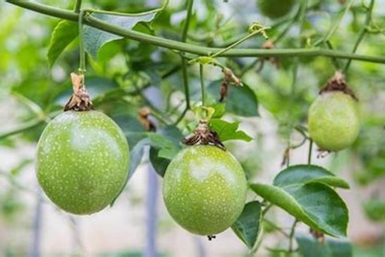 百香果如何浇水和施肥