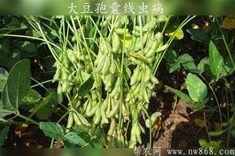 黄瓜火龙秧子怎么办？