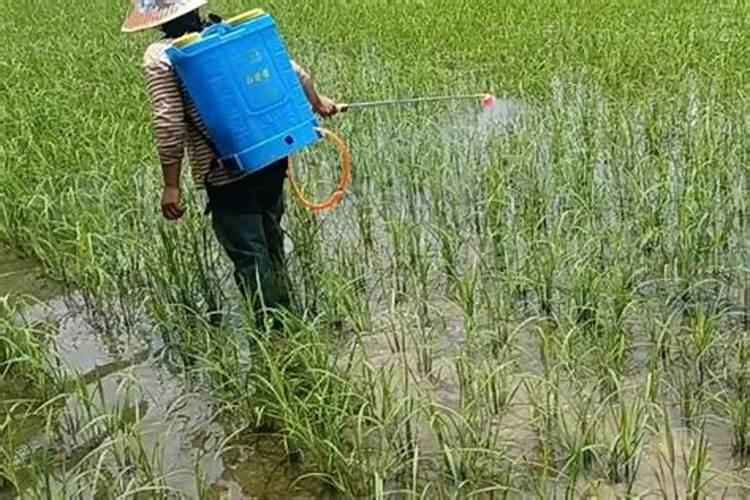 连翅开花后需要打什么药坐果好呢