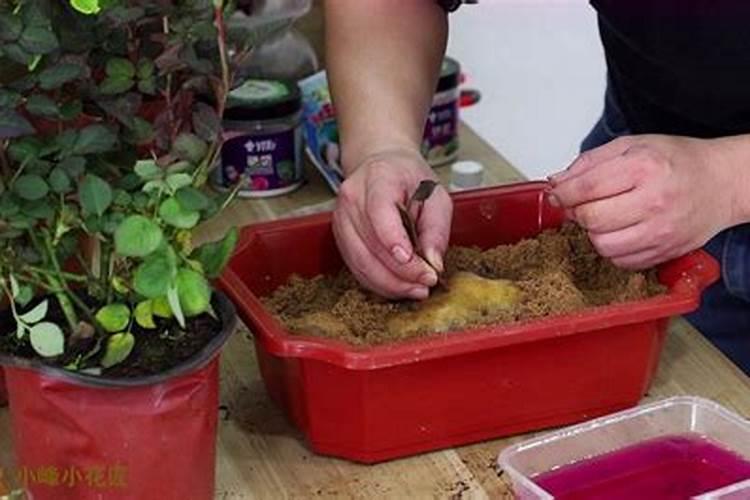 月季花最佳施肥时间是哪时候 月季花什么时候施肥好