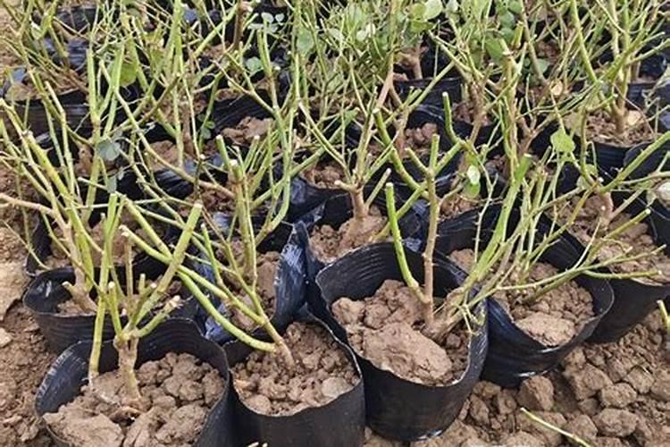 藤本月季怎么施肥,幼期氮肥为主生长期追施复合肥