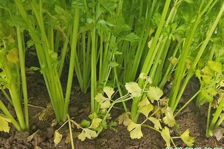 芹菜施什么肥长得好 芹菜施什么肥长怎样才能长好呢
