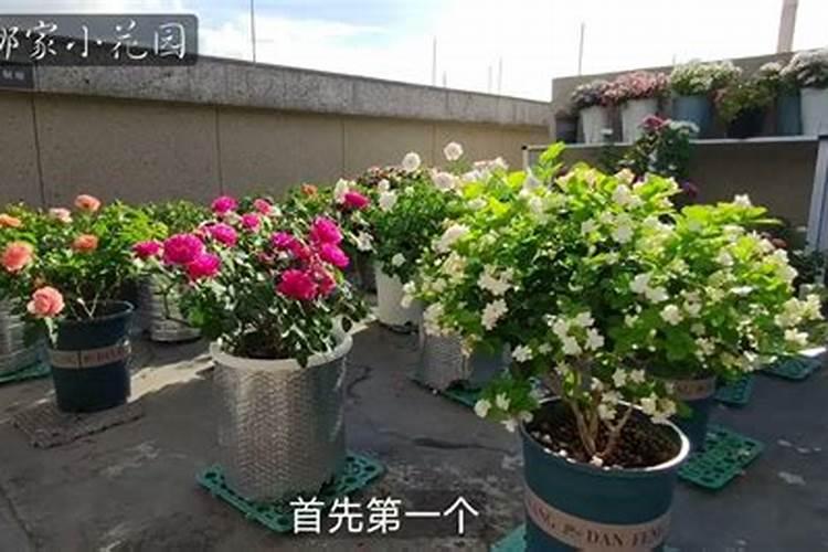 月季开花的时候能喷叶面肥吗？月季开花前什么时候喷施叶面肥百度...