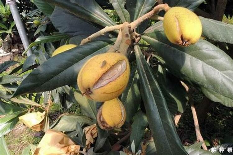 枇杷防裂增甜效益才能好,如何施肥有助防裂增甜？