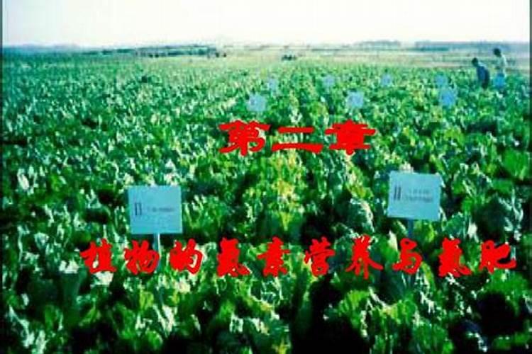 哪些植物适合氮肥