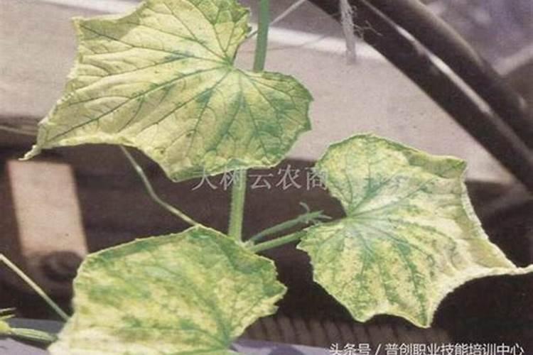 南瓜磷肥过多有什么危害