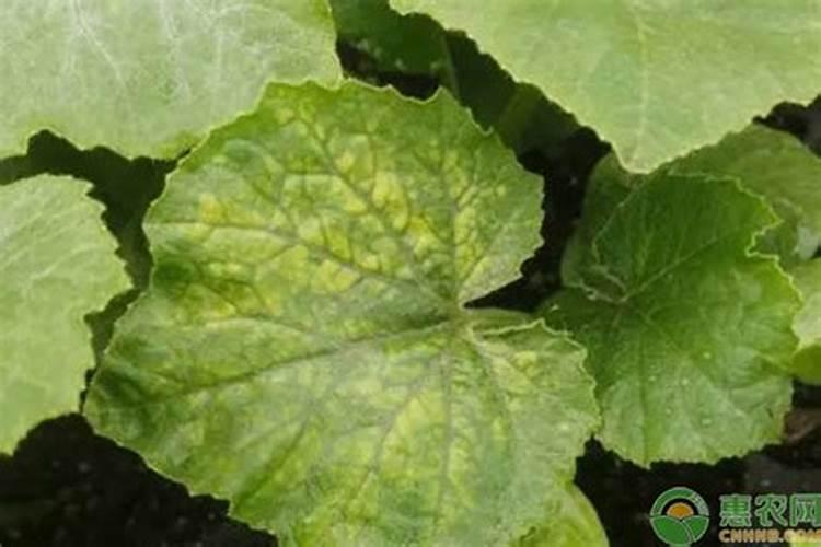 南瓜有花苞但不开花,里面烂掉是什么问题怎样解决？死掉的花苞里有蛆虫...