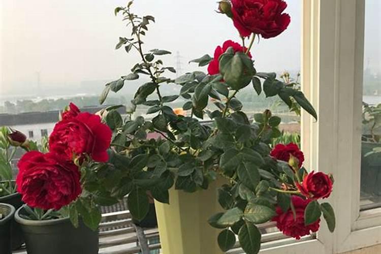 月季花施什么肥料较好