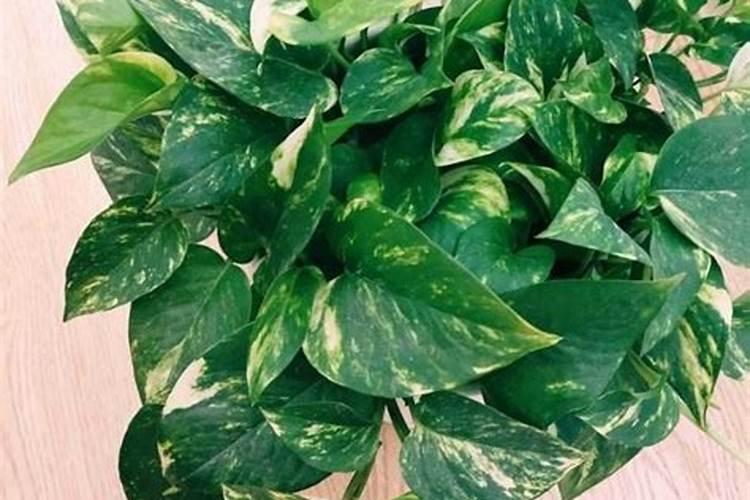 盆栽花怎样用钾肥(钾肥浇花)