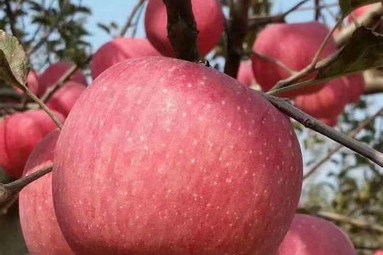 苹果树小叶病,怎么治？求专家帮忙