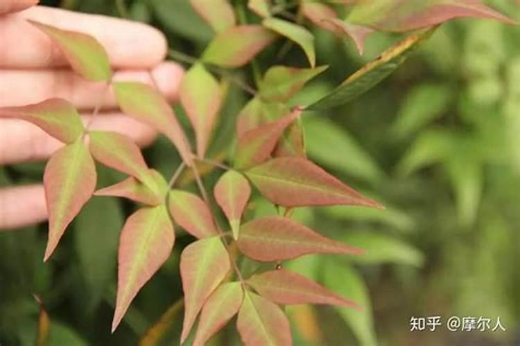 请教大师们,叶子边缘这样发黄是怎么了