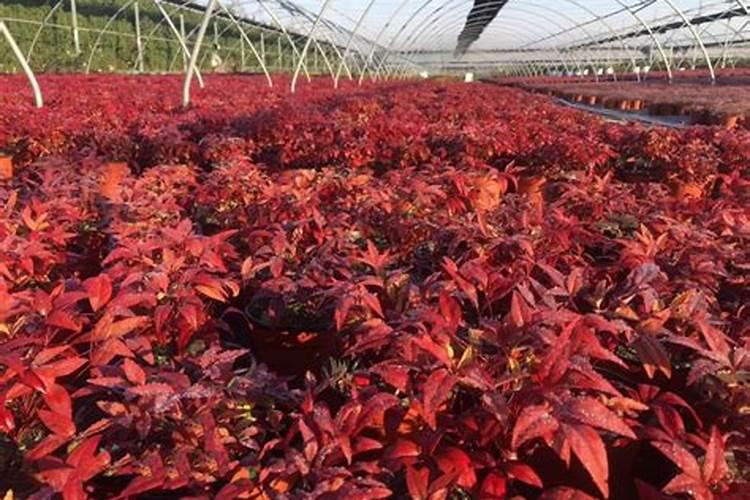 兰花茎腐病后不处理病毒会死吗