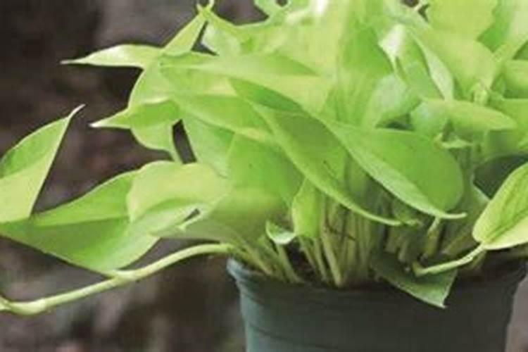 水养绿萝怎么施肥