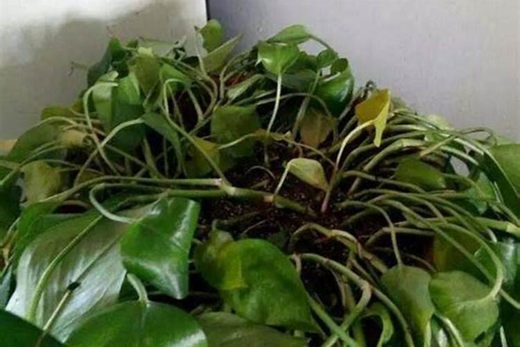 夏天绿萝怎么养才能更旺盛