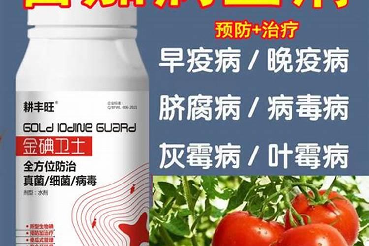 请问番茄叶霉病怎样治啊？