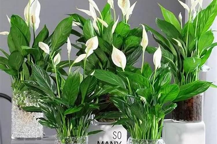 冬天可以给花喷洒叶面肥吗